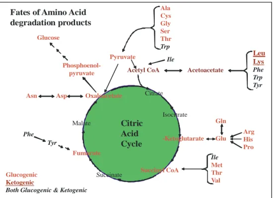 Diagram di bawah ini sebenarnya menerangkan tentang katabolisme ke 20 asam amino, namun  untuk melihat sintesis asam amino tertentu tinggal mengubah arah panah! 