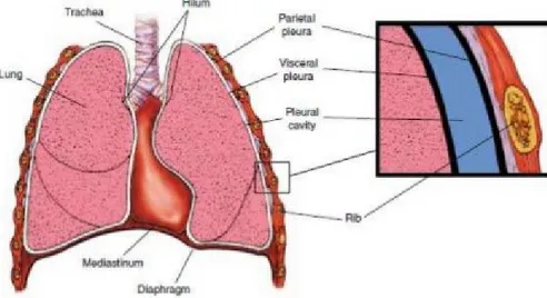 Gambar 1. Anatomi sistem respirasi. 1