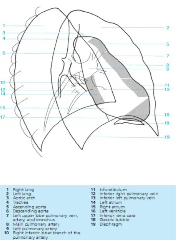 Gambar 10: Gambar Radiograph Dada Anterior Oblique  5