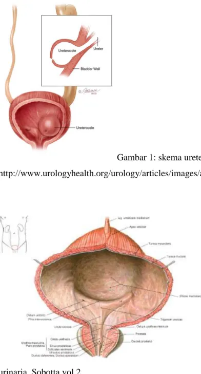 Gambar  2:  anatomi  normal  vesica  urinaria. Sobotta vol 2. 