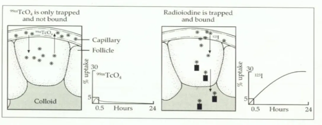 Gambar 1 : Proses tangkapan Tc-99m dan I-131 oleh kelenjar tiroid 