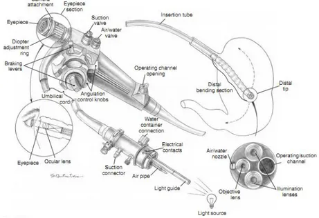Gambar anatomi endoskop fleksibel ditunjukkan pada Gambar 2. 