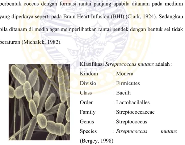 Gambar 2.4 Bakteri Streptococcus mutans (www.aquafreshscienceacademy.com,  2009) 