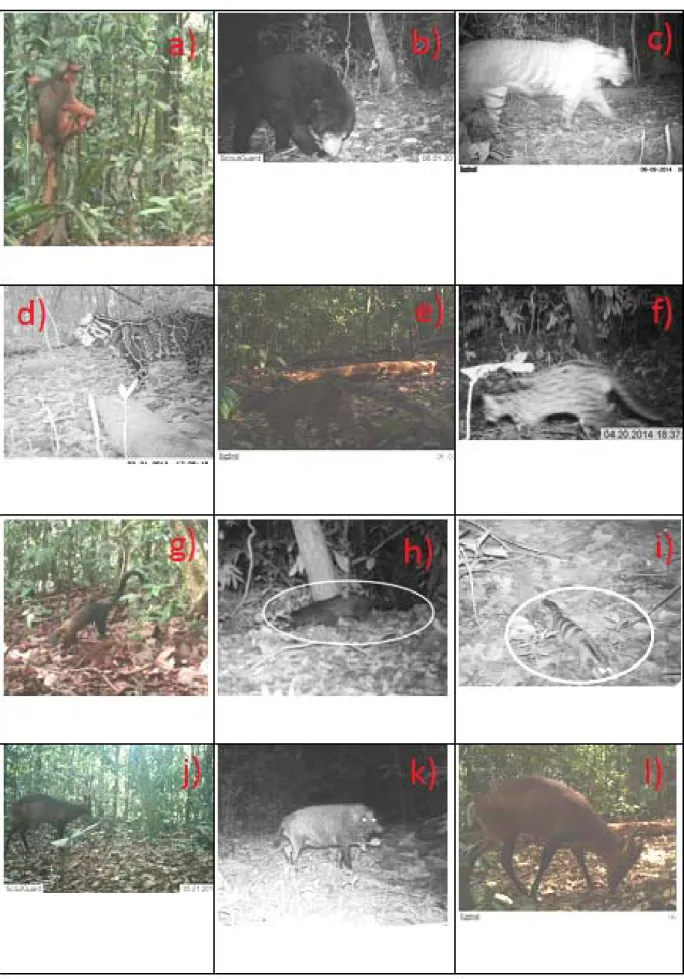 Gambar 2. Beberapa spesies hewan mamalia di Hutan Konservasi Prof. Dr. Sumitro Djojohadikusumo, PT