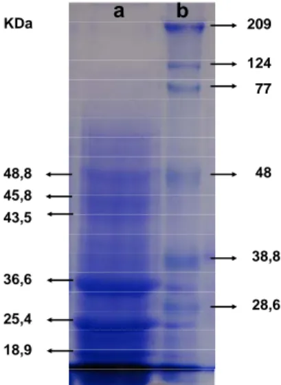 Gambar 2.  Elektroforegram SDS-PAGE dari EPBJ. Terdapat enam pita protein yang dominan  pada EPBJ, dengan berat molekul 18,9; 25,4; 36,6; 43,5; 45,8; 48,8 KDa