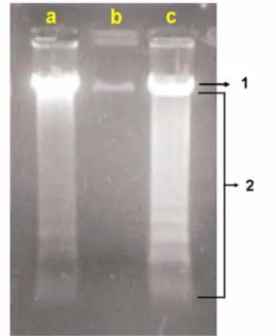 Gambar 3.   Elektroforegram gel agarosa hasil isolasi DNA sel HeLa. a. Sel HeLa yang diinkubasi  dengan EPBJ 4 mg/ml  b