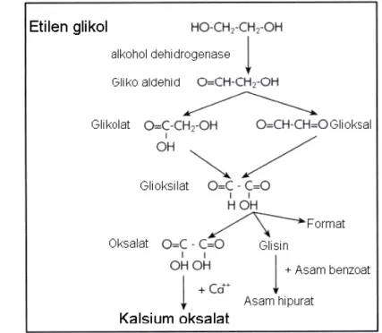 Gambar 5  Metabolisme etilen glikol setelah pemberian peroral.Sumber : Cox et al. 2004