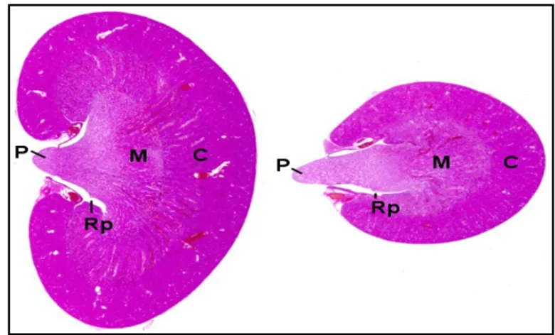 Gambar 6  Anatomi ginjal tikus. P: papilla, M:medulla, C: korteks, Rp:renal pelvis. 