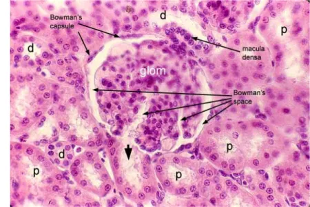Gambar 7  Histologi ginjal normal. p: tubulus proksimal, d: tubulus distal. Sumber :  http://www.siumed.edu/~dking2/crr/RN003b.htm 