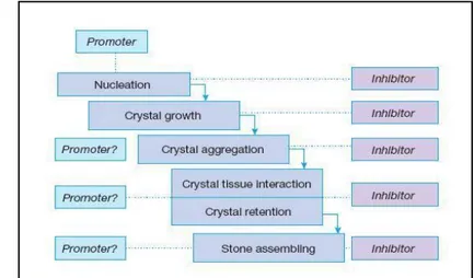 Gambar 4 Tahapan pembentukan kristalis garam kalsium. Sumber: Tiselius et al. (1996). 