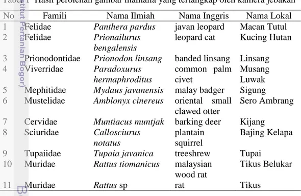 Tabel 1  Hasil perolehan gambar mamalia yang tertangkap oleh kamera jebakan 