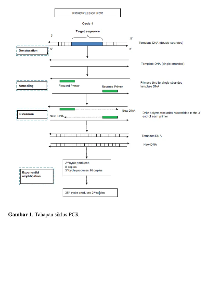 Gambar 1. Tahapan siklus PCR 