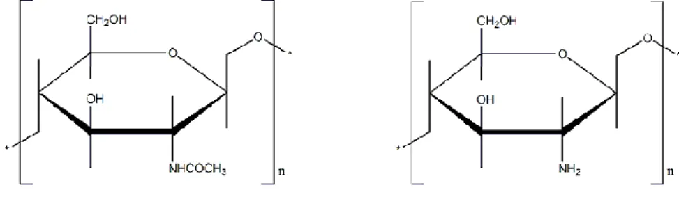 Gambar 3. Struktur molekul kitin (kiri) dan kitosan (kanan)    