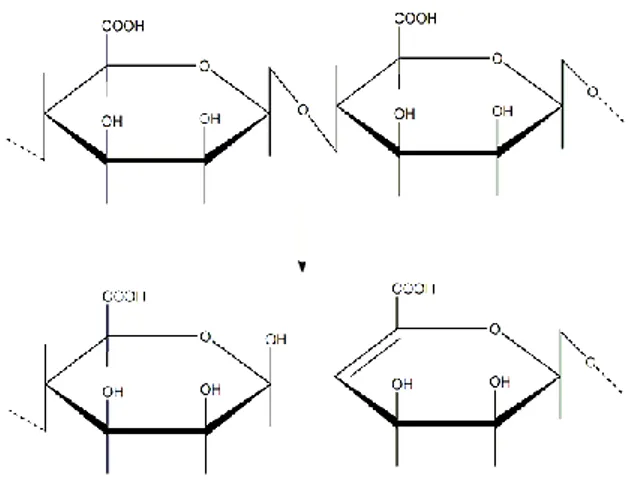 Gambar 5. Degradasi β alkali alginat 