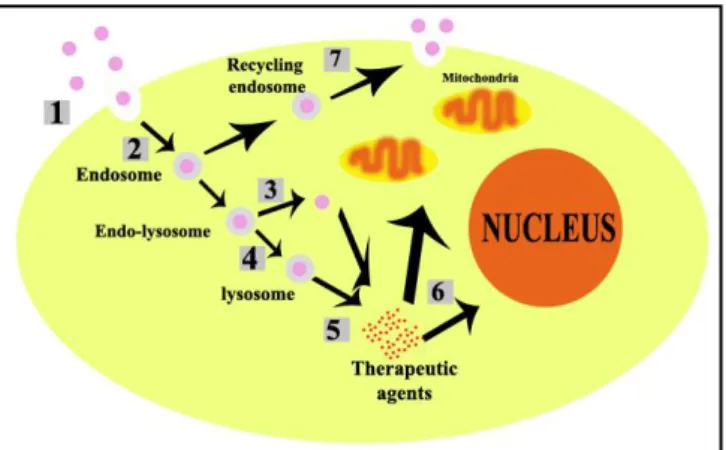 Gambar 3. Mekanisme cellular uptake agen terapi dengan pembawa nanopartikel (Faraji  dan Wipf, 2009)