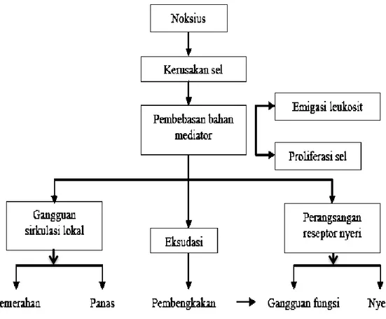 Gambar 5. Patogenesis dan Gejala Peradangan (Mutschler, 1986)