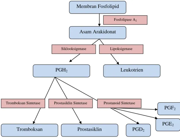 Gambar 1. Jalur Metabolisme Asam Arakidonat dalam Tubuh 