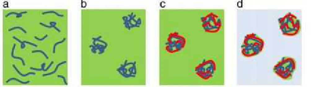 Gambar 7. Skema pembentukan nano agregat. Keterangan : (a) pregel setelah ditambahkan CaCl 2 (b)