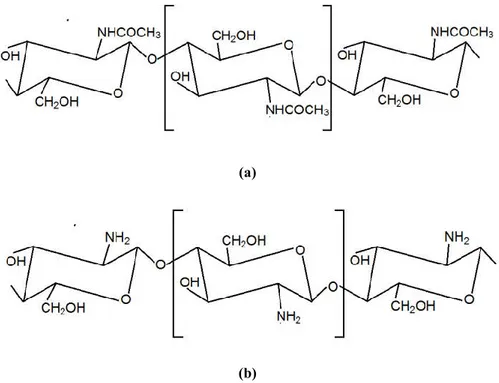 Gambar 2. Struktur kimia (a) kitin, (b) kitosan (Liu dkk., 2004) 