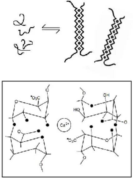 Gambar 4.   Skema representasi crosslinking poly- -guluronic acid  dengan ion kalsium (Rees, 1981) 
