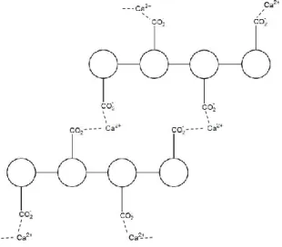 Gambar 7. Proses crosslinking kalsium klorida dan Na-alginat (Anonim, 2016) 