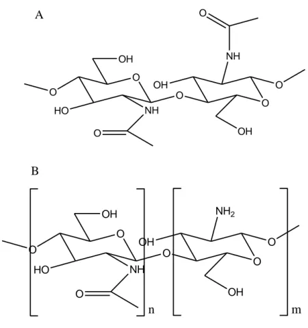 Gambar 3. Struktur kimia kitin (A) dan kitosan (B) (Aranaz dkk., 2009)