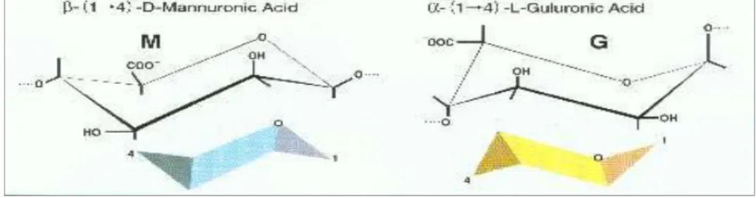 Gambar 2.3.1  Struktur G: α- L asam guluronat dan M: β- D asam mannuronat 