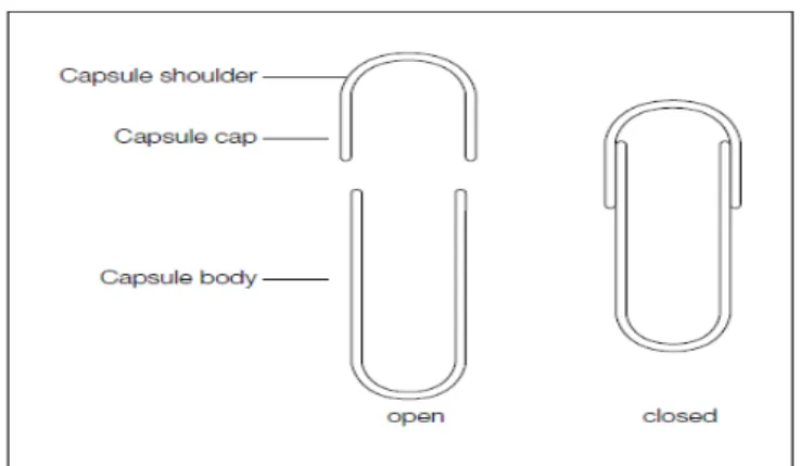 Gambar 1. Kapsul gelatin keras standar (Stegeman, 2002) 