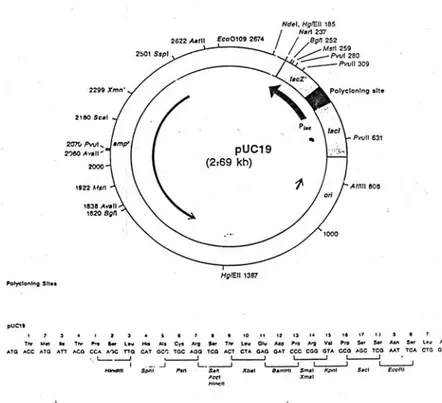 Gambar 3. Peta Restriksi Plasmid pUC19 (Sambrook et al., 1989). 
