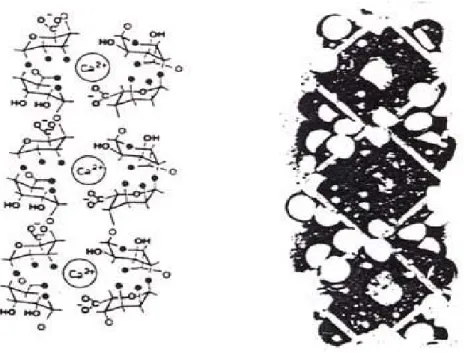 Gambar 2.2 Bentuk konformasi kotak telur dari kalsium alginat  (egg box conformation) (Thom, dkk., 1982) 