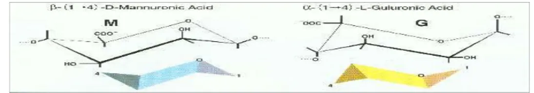 Gambar 2.2  Struktur G: α- L asam guluronat dan M: β- D asam mannuronat 