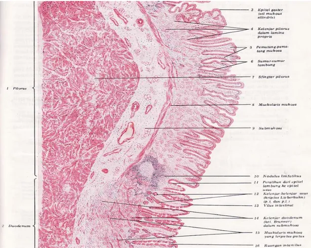 Gambar 3. Struktur Histologis Duodenum Manusia Dengan Pewarnaan  Hematoxylin Eosin. 50x (Di Fiore, 1986)