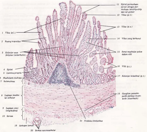 Gambar 4. Struktur Histologis Jejunum -  Ileum Manusia Dengan  Pewarnaan Hematoxylin Eosin