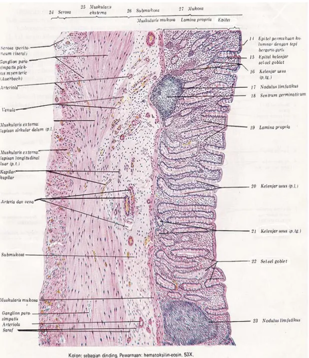 Gambar 5. Struktur Histologis Kolon Manusia Dengan Pewarnaan  Hematoxylin Eosin. 53x (Di Fiore, 1986)