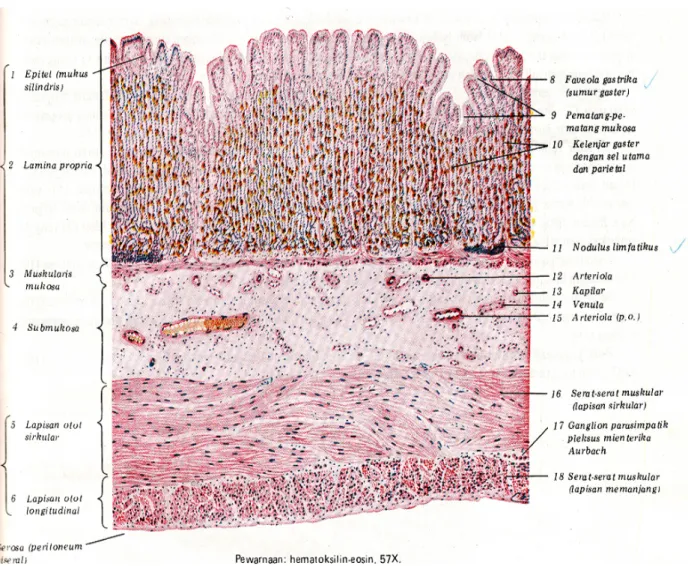 Gambar 2. Struktur Histologis Lambung Manusia Dengan Pewarnaan  Hematoxylin Eosin. 57x (Di Fiore, 1986)