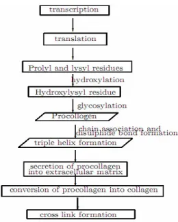 Gambar 2.3. Proses pembentukan Kolagen (Sharma, 2007) 