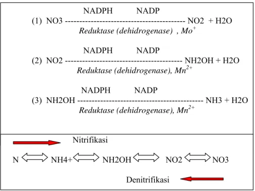 Tabel : Pengubahan NO3 dan distribusi senyawa-N hasil konversinya pada tanaman  tomat 