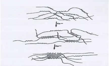 Gambar 4. Kalsium berada pada blok G (egg in an egg box)  