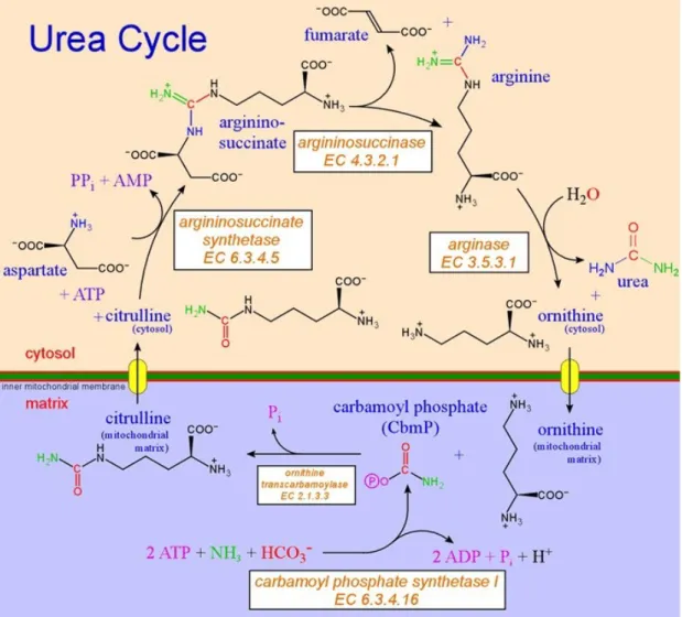 Gambar 3. Siklus Urea Reaksi secara keseluruhan dari siklus urea adalah :