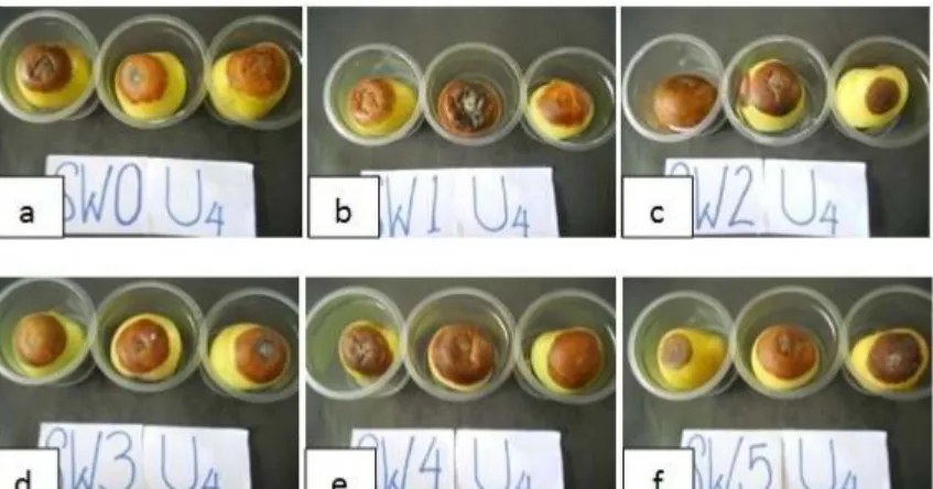 Gambar  2.  Perkembangan  jamur  C.  gloeosporioides  pada  buah  apel  setelah  diberi  perlakuan berbagai konsentrasi minyak atsiri serai wangi yaitu (a) kontrol, (b)  500 ppm, (c) 750 ppm, (d) 1000 ppm, (e) 1250 ppm, (f) 1500 ppm 