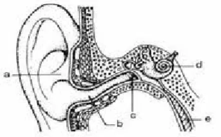 Gambar penampang organ telinga Buku sumber