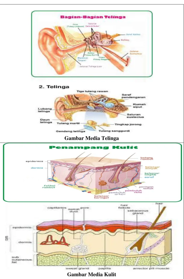 Gambar Media Telinga 