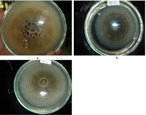 Gambar 4. Perbandingan koloni jamur setelah 8 hari inokulasi (a) kontrol (b) dengan pemberian minyak  Cymbopogon nardus (c) dengan pemberian minyak Elettariopsis slahmong  