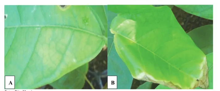 Gambar 2.  Gejala serangan C. theobromae pada bibit kakao:  (A) klorotik, (B) nekrotik pada pinggir daun   Figure 2