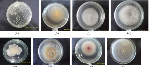 Gambar 2. Mikroba yang didapatkan dari Hasil Isolasi Batang Buah Naga Merah (a) Bakteri (b) Jamur 1  (c) Jamur 2  (d) Jamur 3 (e) Jamur 4 (f) Jamur 5 (g) Jamur 6 (h) jamur 7 