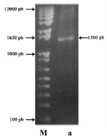 Gambar 6  Elektroforegram hasil ekstraksi dan purifikasi gen STS dari gel;