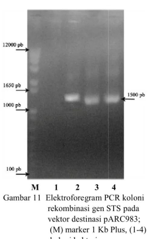 Gambar 11  Elektroforegram PCR koloni rekombinasi gen STS pada vektor destinasi pARC983;