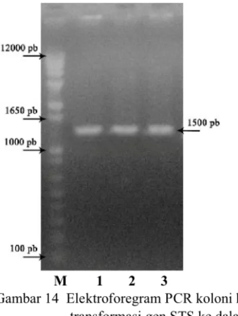 Gambar 14  Elektroforegram PCR koloni hasil    transformasi gen STS ke dalam                    Agrobacterium tumefaciens; (M)