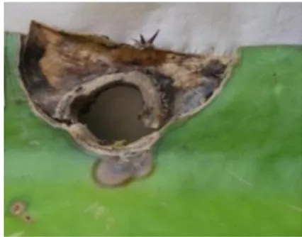 Gambar  1.  Gejala  serangan  penyakit  bercak  batang  buah  naga  yang  mengering  (hipersensitif) 