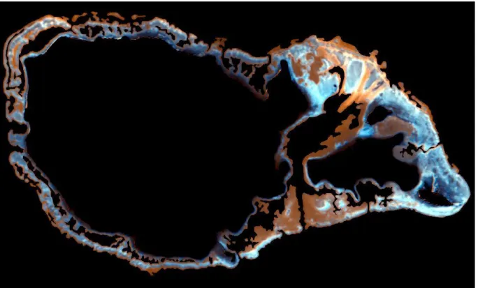 Gambar  6. Citra  dasar perairan laut dangkal perairan sekitar Pulau Besar setelah  dilakukan proses penajaman citra menggunakan algoritma Lyzenga (1981)
